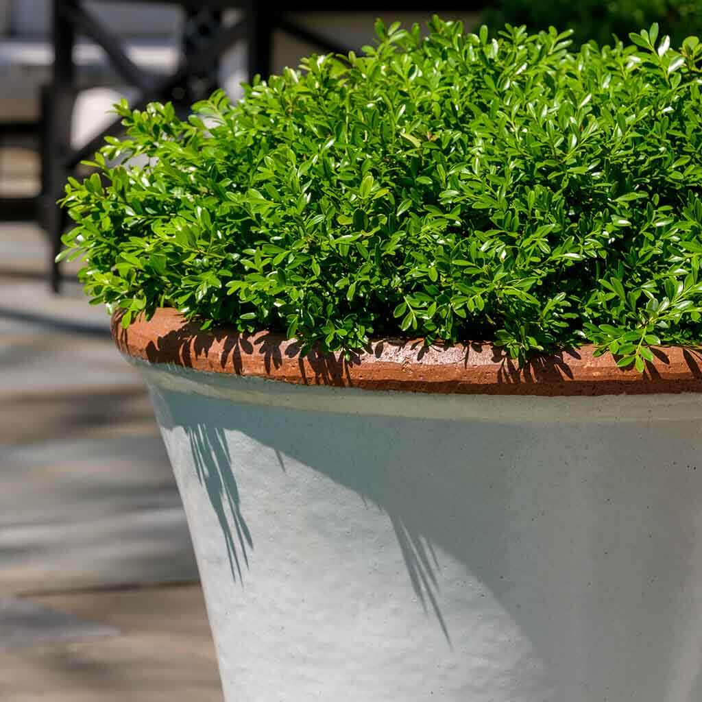 Campania International Brighton Planter - 364138-0103