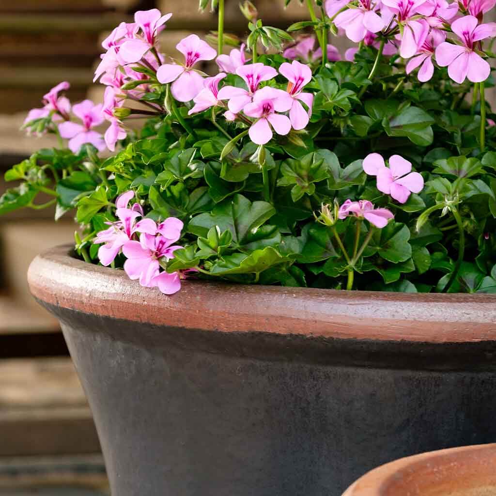 Campania International Brighton Planter - 364138-3503