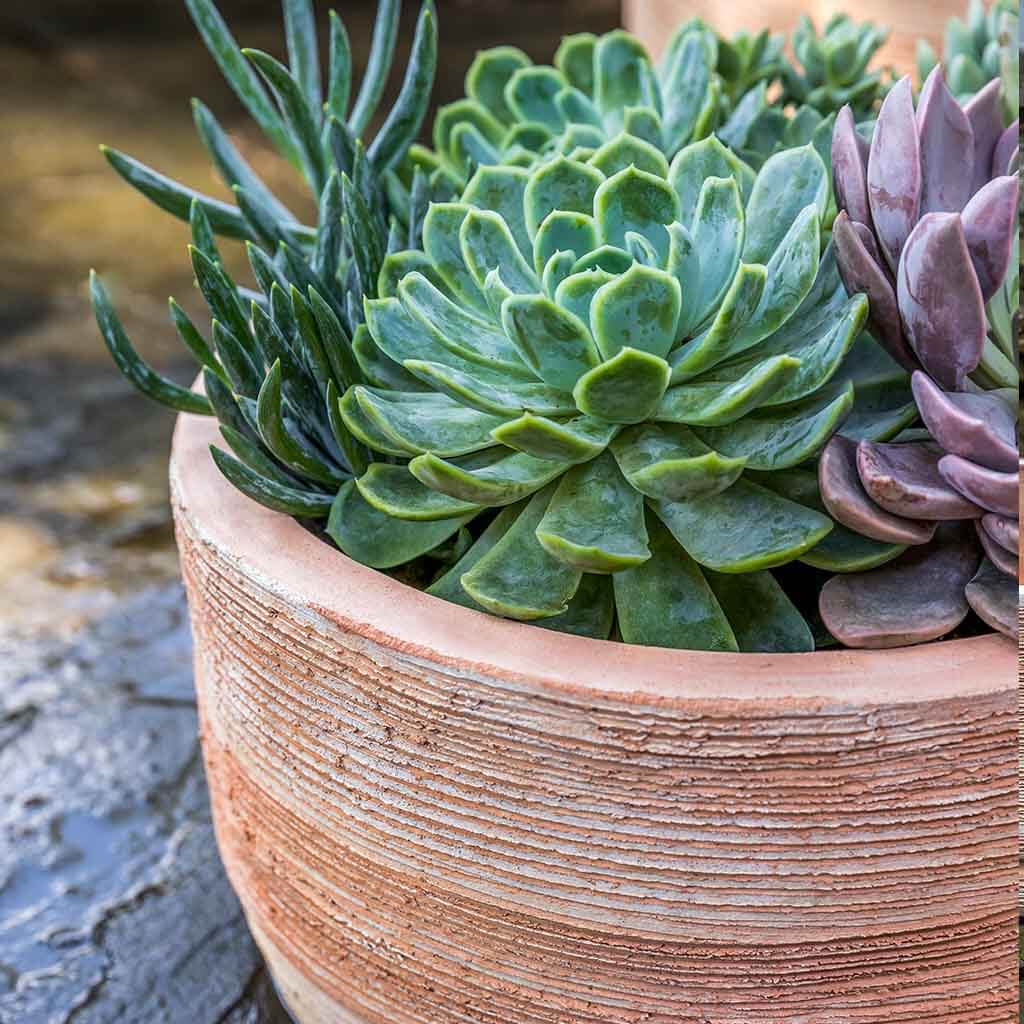 Campania International Sgraffito Planter, Low - 6475-2403