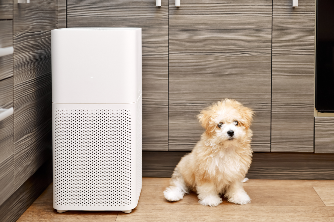 A cute dog wondering what to look for in an air purifier for the home.